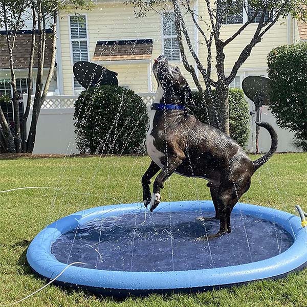 Kids Dog Splash Pad