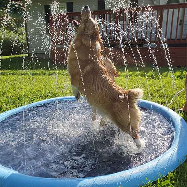 Kids Dog Splash Pad